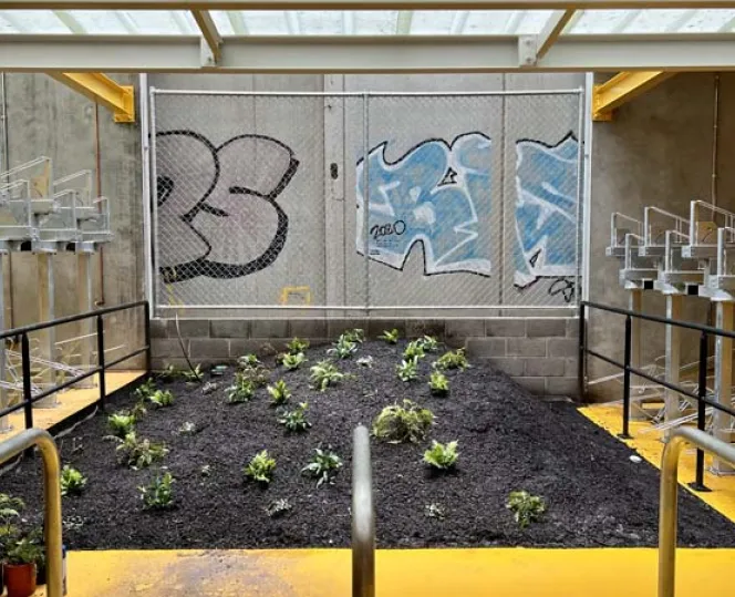 Image of plants in a garden