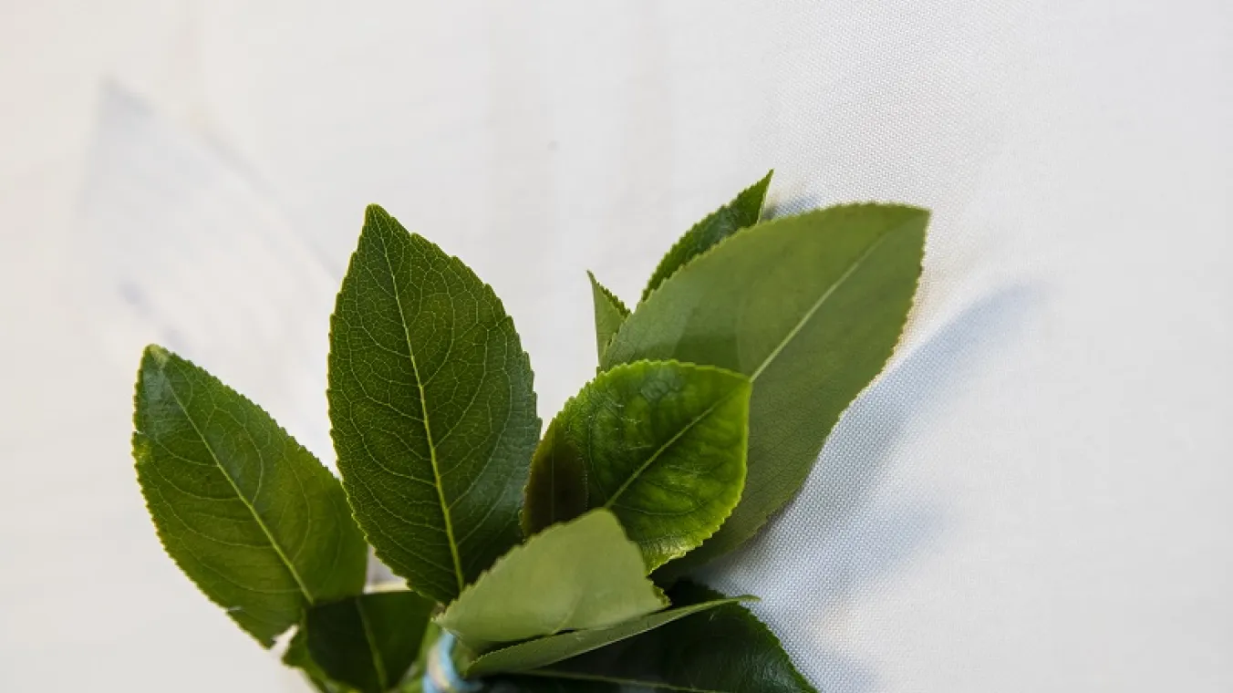 Image of Community celebrating Nga's– Healthy Herbs