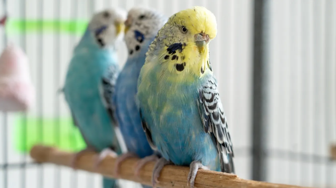 Three sky-blue parrots with yellow necks and black markings on their necks and wings perched together on a wooden stick.